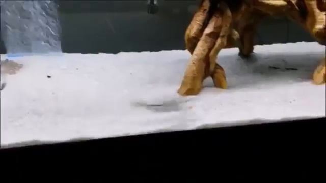 Для любителей хищных аквариумных рыб))) не для слабонервных! смотреть онлайн