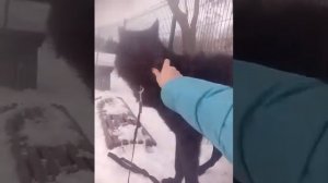 волк и ворона)) почти сказка  #волкдома #канадскийволк #wolf #canadianwolf #blackwolf