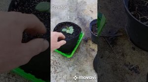 Пролив или полив | уход за растениями в гроубэге