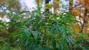 Бузина травянистая - необычный многолетник