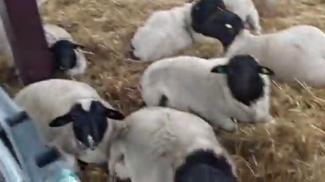 Бараны дорпер на продажу. Два наших барана едут на Камчатку смотреть онлайн
