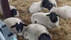 Бараны дорпер на продажу. Два наших барана едут на Камчатку