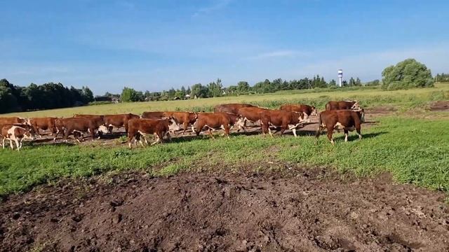 ГЕРЕФОРДСКИЙ БЫЧОК ЕДЕТ в Нижний Новгород. Продаем лучшего Бычка !!!
