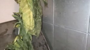 Табаководство
