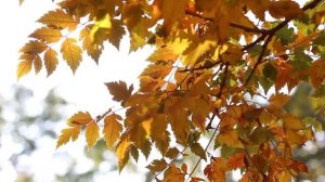 К.Г. Паустовский "Подарок".mp4