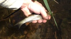 Рыбалка нахлыст голавль на муху