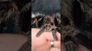 Продаётся шикарный мужчина ласиодора парахибана!