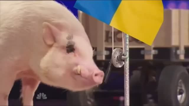 Свинья поднимает флаг Украины! Свидомые встали и запели гимн!