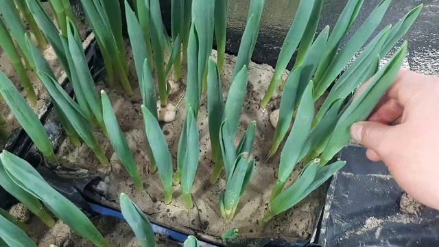 Выгонка тюльпана. Осталось две недели! Делаем замеры. Корректируем температуру. Хранение без лукови смотреть онлайн