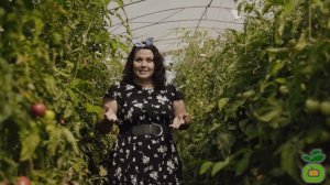 Томат Петр - можно выращивать хоть на Северном полюсе! #shorts