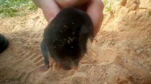 Крот закапывается в землю