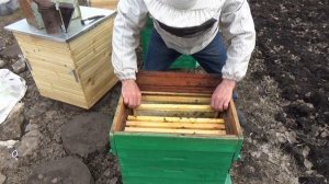 Семья потеряла пчелиную матку, что делать? Подсадка матки через изолятор. Первые работы на пасеке.