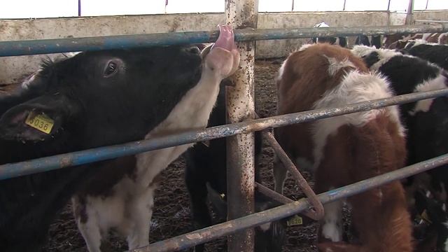 Тайная жизнь коров смотреть онлайн