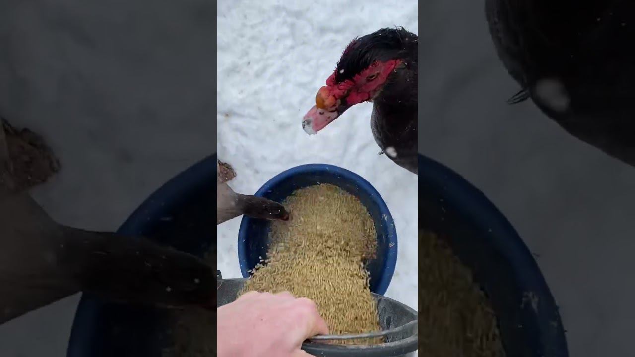 Как думаете стоит ли труд в деревне своих результатов ? смотреть онлайн