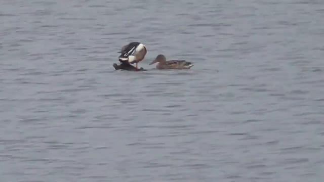Ритуал приветствия "лидера") стаи у широконосок. Greeting "leader" of flock of Northern shovelers смотреть онлайн