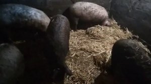 Почему свиньи любят грязь...