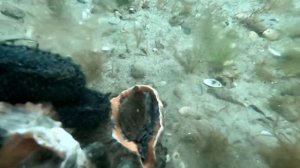 Вылов рапана. Вся правда о рапанщиках. Часть 1