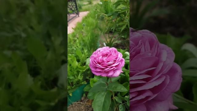 Первый пошёл! Расцвела роза Хайди Клум #shorts смотреть онлайн