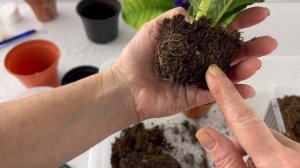 Желтеет листва стрептокарпусов! Чем подкормить?