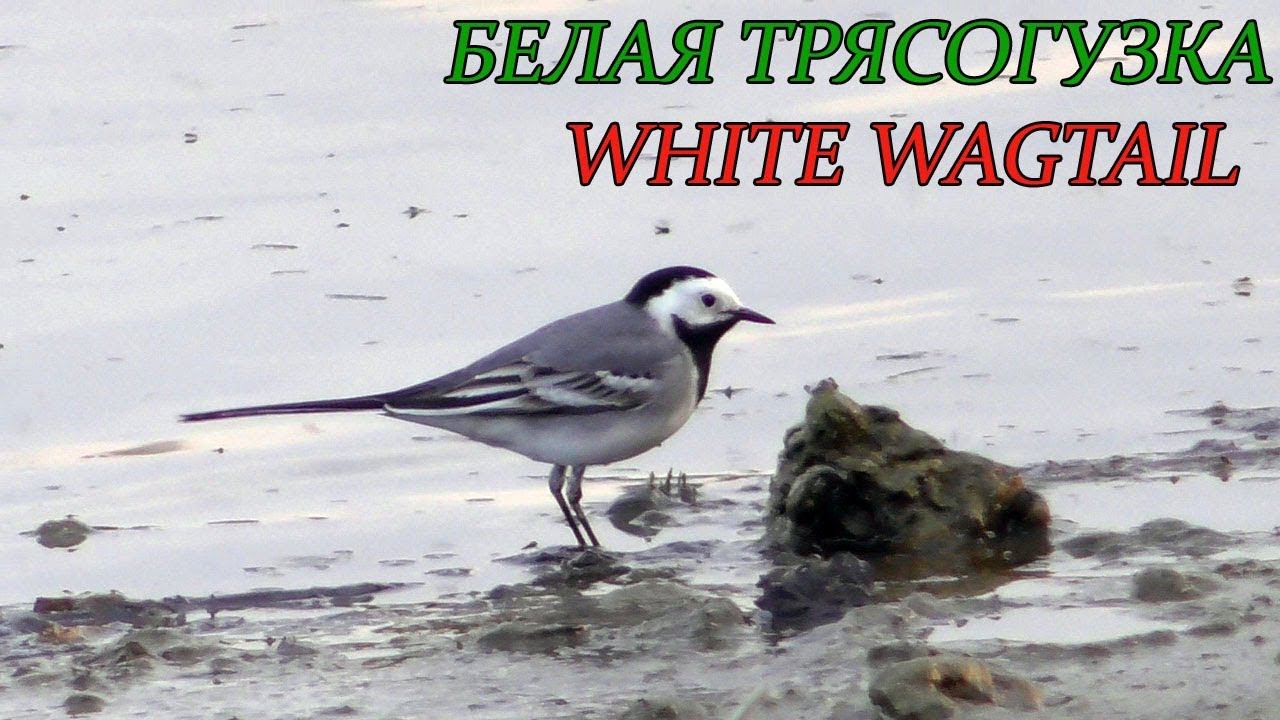 Белая Трясогузка и немного информации о ней / White Wagtail / Ballerina bianca