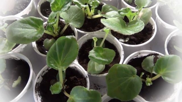 НЕ НАДО ТОРОПИТЬСЯ УДОБРЯТЬ БЕГОНИЮ смотреть онлайн