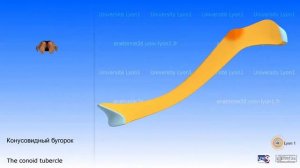 3D анатомия ключицы.