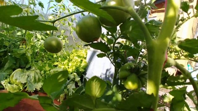 Лучшие узбекские томаты в Подмосковье!Обзор теплицы без крыши! Конец июня! смотреть онлайн