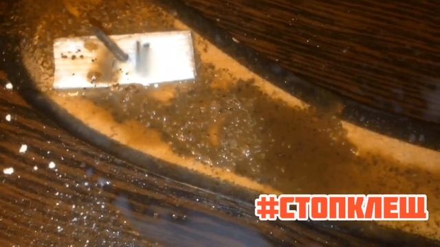Клопы в однушке ( Уничтожение клопов в СПБ 2019 - 4 ) смотреть онлайн