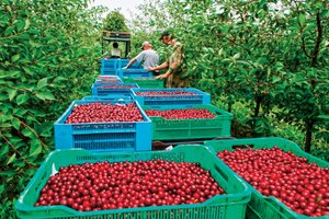 Черешня растет очень близко #garden #farm
