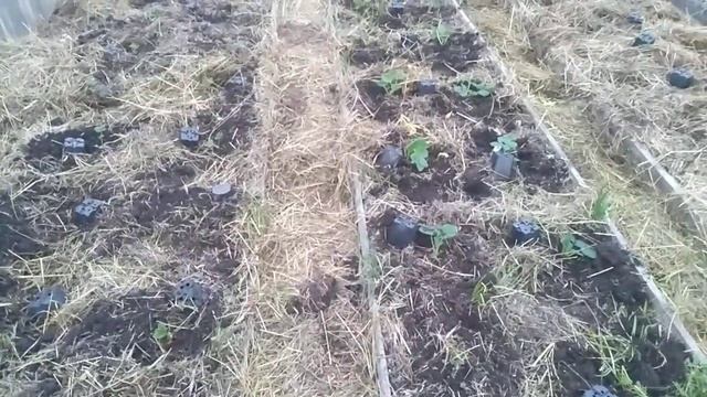 Посадка маточника клубники на 3 года // Ягодная Империя Анастасии смотреть онлайн