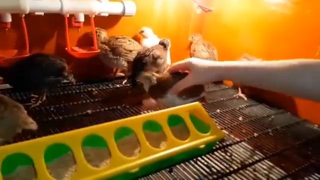 Селадон бөдене! смотреть онлайн