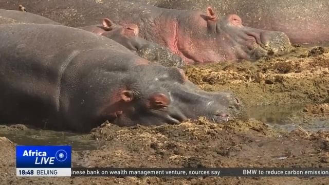 СЕРЕНГЕТИ национальный парк. Танзания. Африка смотреть онлайн