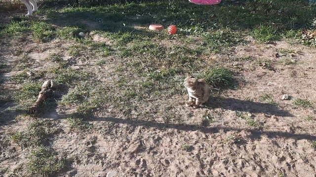 ХАСКИ Байкал нашёл себе ПОДРУГУ смотреть онлайн