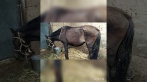 Лечение колик у лошади