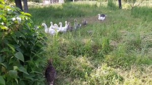 Забираю Гусей и Индейку с пастбища/Содержание птицы на свободном выгуле