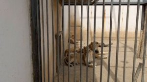ЛЬВЯТА ЗА ГОД ПОДРОСЛИ, НО ВСЕ РАВНО С МАМКОЙ