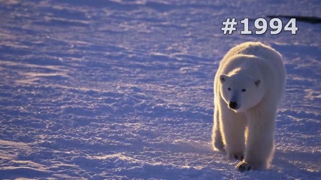 #1994. Медведи (В мире животных) смотреть онлайн