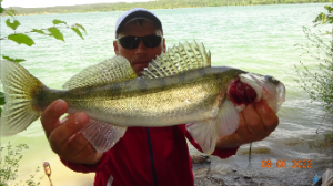 Судаки и щуки на живца.2022.