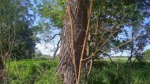 Вот это ракиты!..