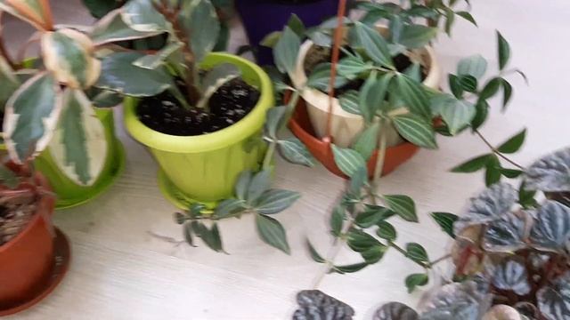 Пеперомии после лета и больших потерь? смотреть онлайн