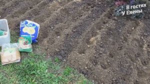 ПОСАДКА ОЗИМОГО ЧЕСНОКА ОСЕНЬЮ. ТОНКОСТИ, СЕКРЕТЫ, ХОРОШЕГО УРОЖАЯ.