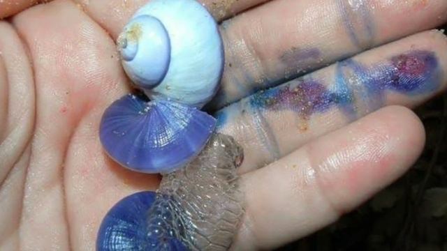 पंडावरा बत्ती पांडवों का TORCH | सबसे बड़ा FRAUD ELECTION कब और कहां हुआ | जाने 10 AMAZING FACTS смотреть онлайн