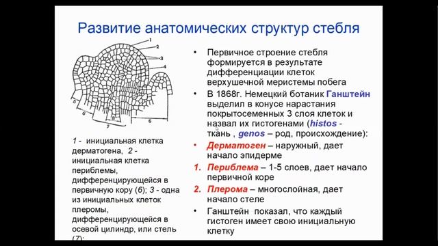 Стебель. ОГЭ-ЕГЭ биология 2021 смотреть онлайн