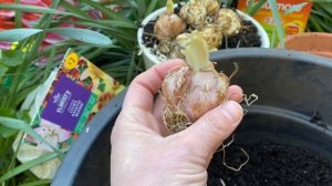 Лилии . Секреты посадки.  Посадка  Лилий в горшки.