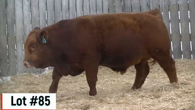 Lot #85 Anchor D Red Epic 33F смотреть онлайн