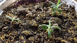 Как размножить розмарин — способы