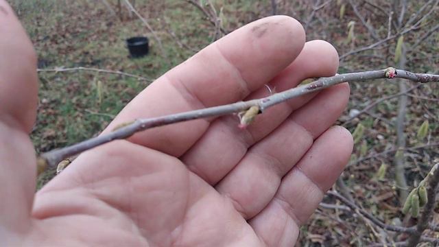 Фундук. Рождество. Ранее цветение смотреть онлайн