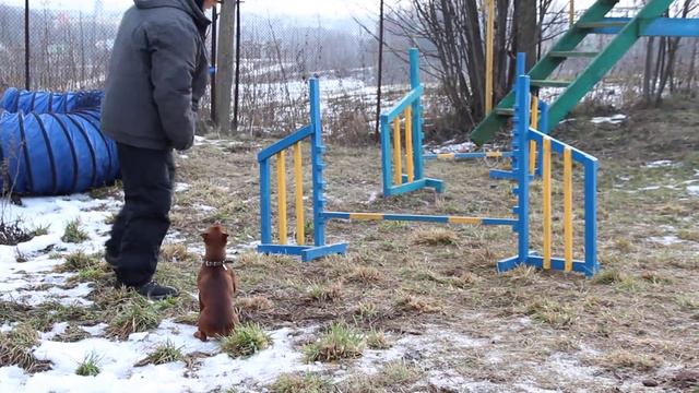 Джимкино аджилити-3. Декабрь 2013 смотреть онлайн