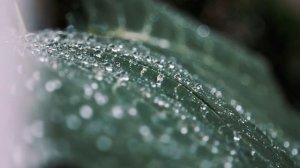 ПОД ШУМ ДОЖДЯ.Автор, исполнитель Рафис Хайдаров.