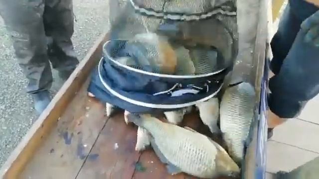 Опять хороший улов на оз. Игумное смотреть онлайн